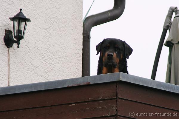 (Foto Goslar) Koerung Benno_14.03.2015_IMG_6866.png